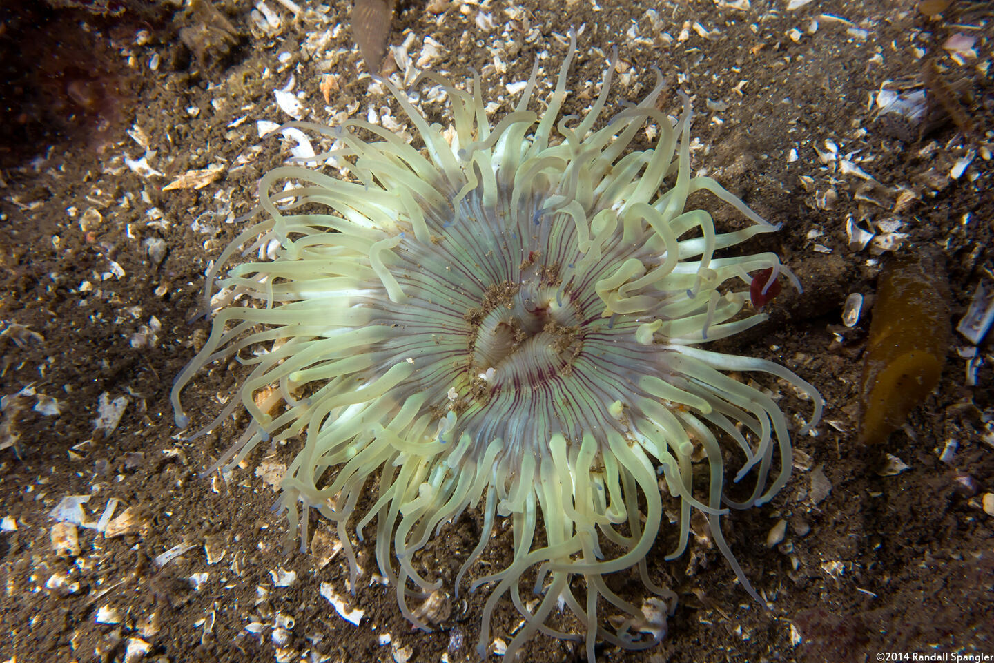 Anthopleura sola (Sunburst Anemone)