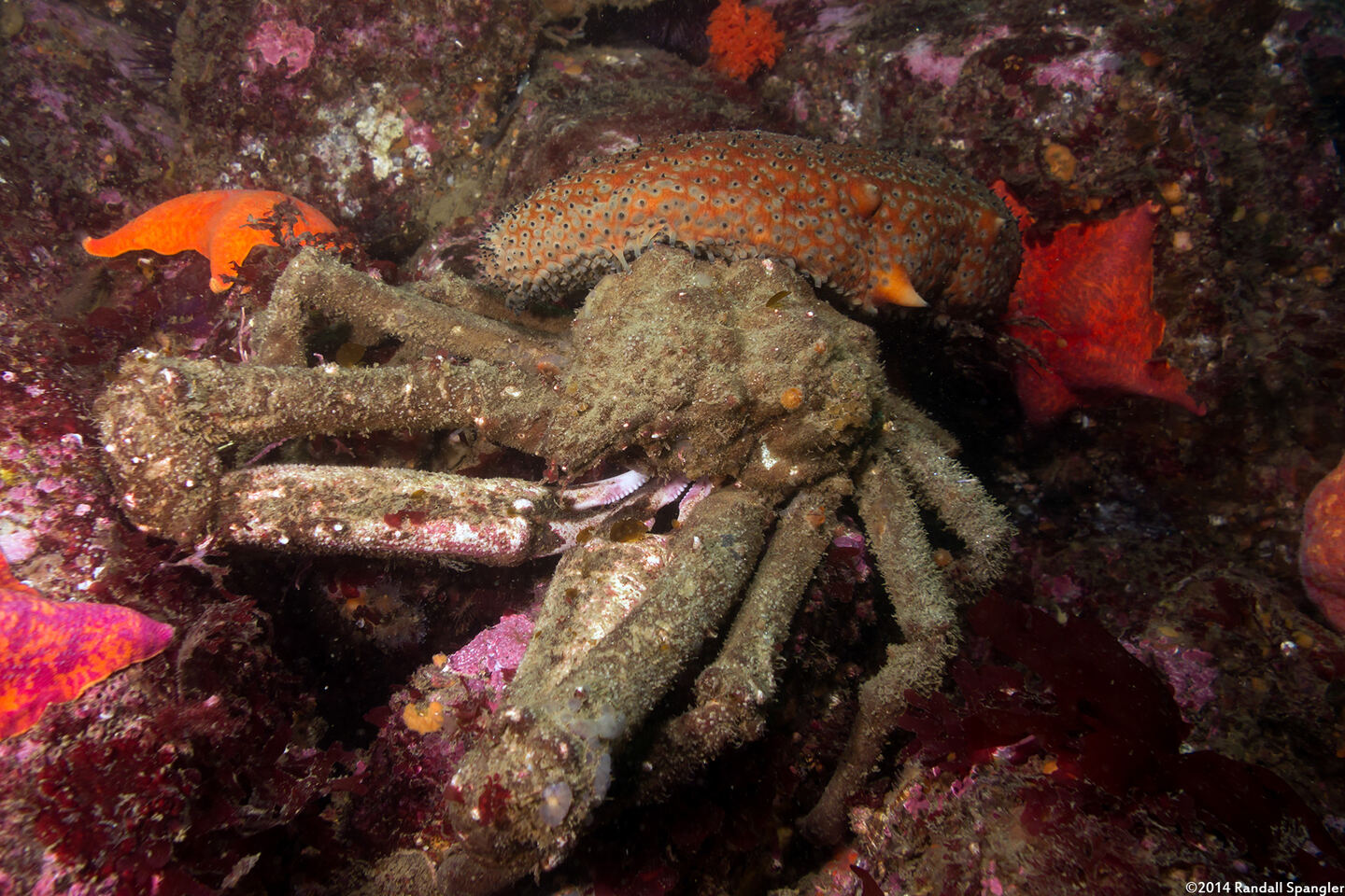 Loxorhynchus crispatus (Masking Crab)