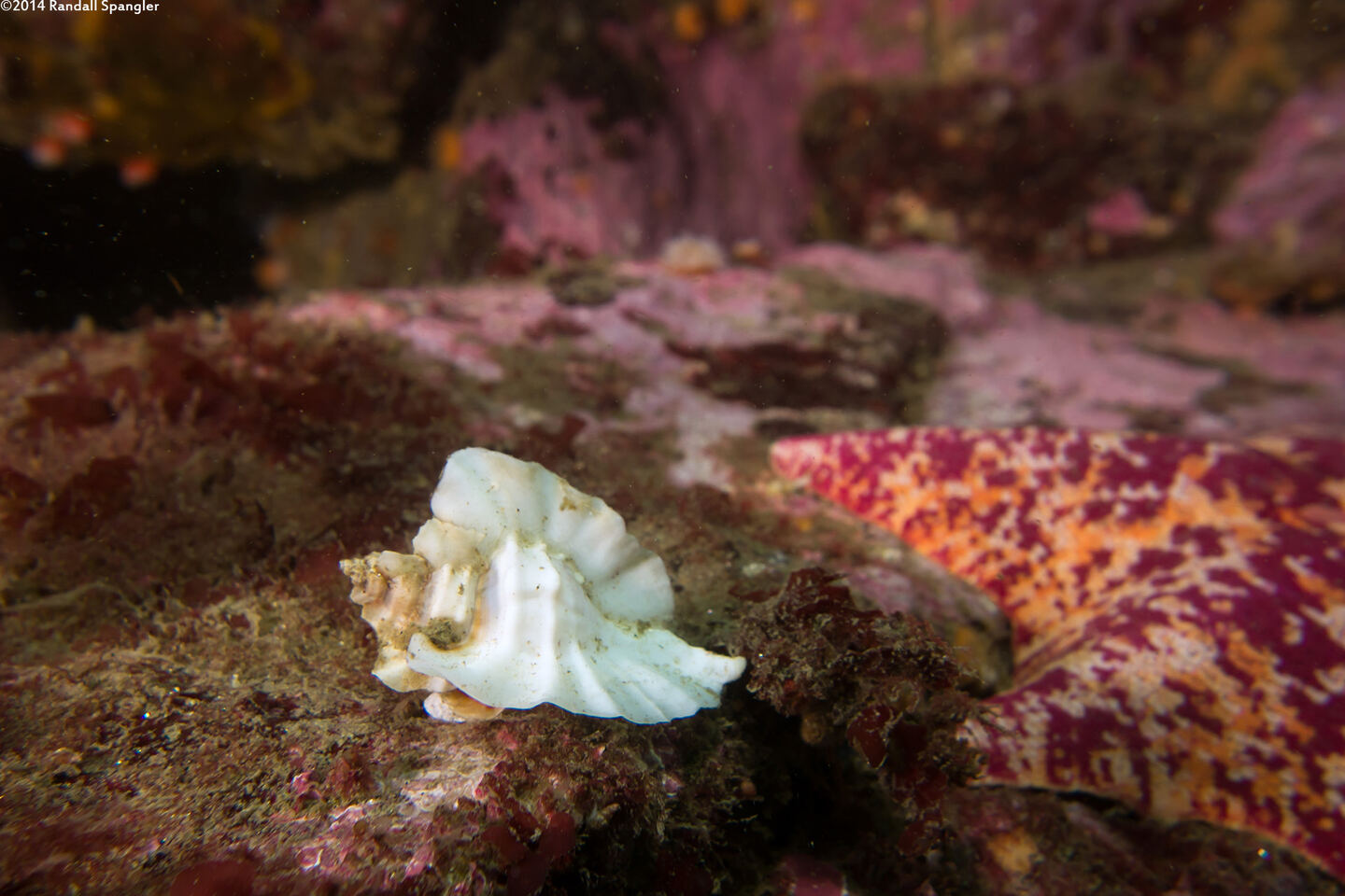 Ceratostoma foliatum (Leafy Hornmouth)