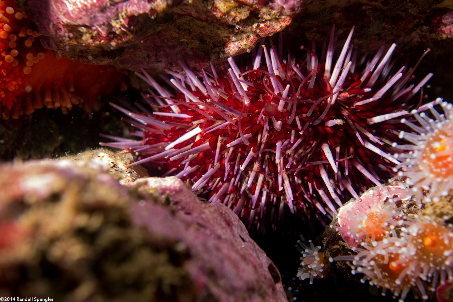 Strongylocentrotus purpuratus (Purple Sea Urchin)
