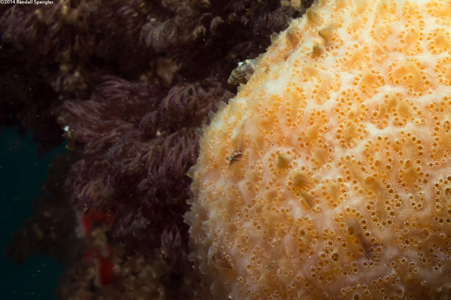 Heptacarpus sitchensis (Sitka Shrimp); Center of the image