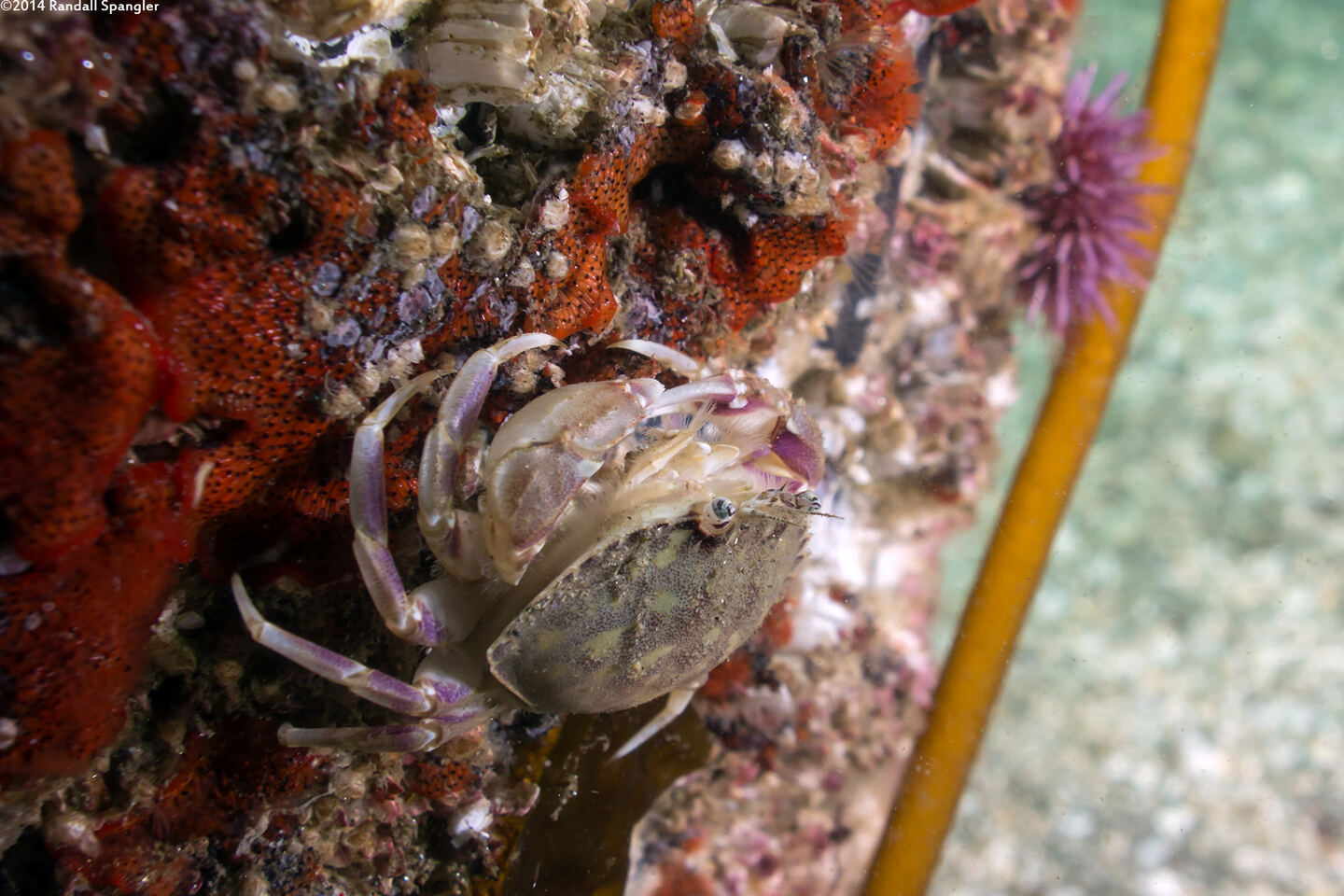 Metacarcinus gracilis (Graceful Crab)