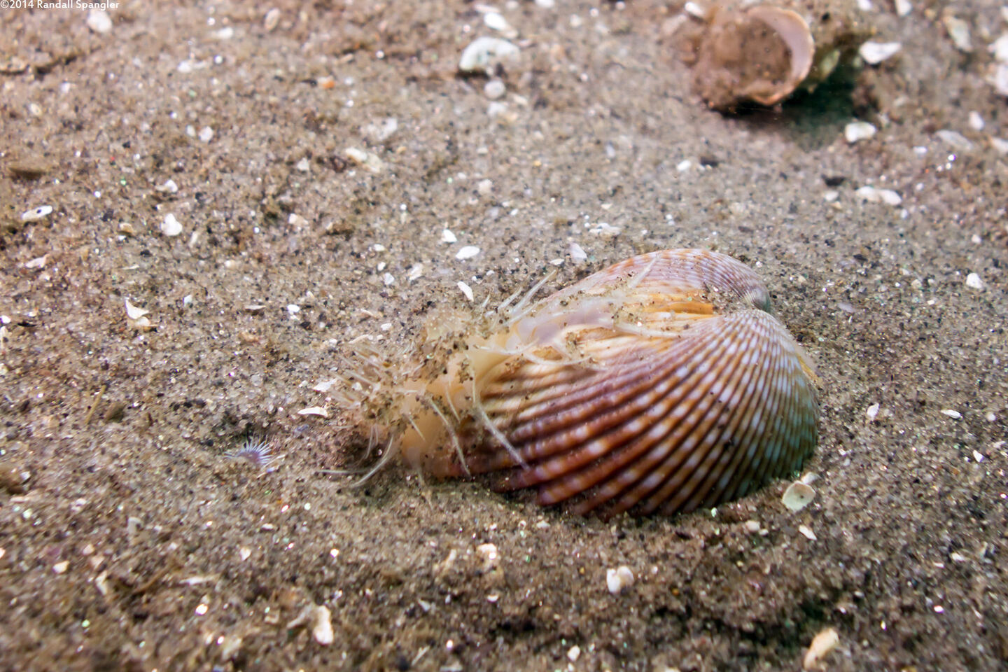 Clinocardium nuttallii (Heart Cockle)