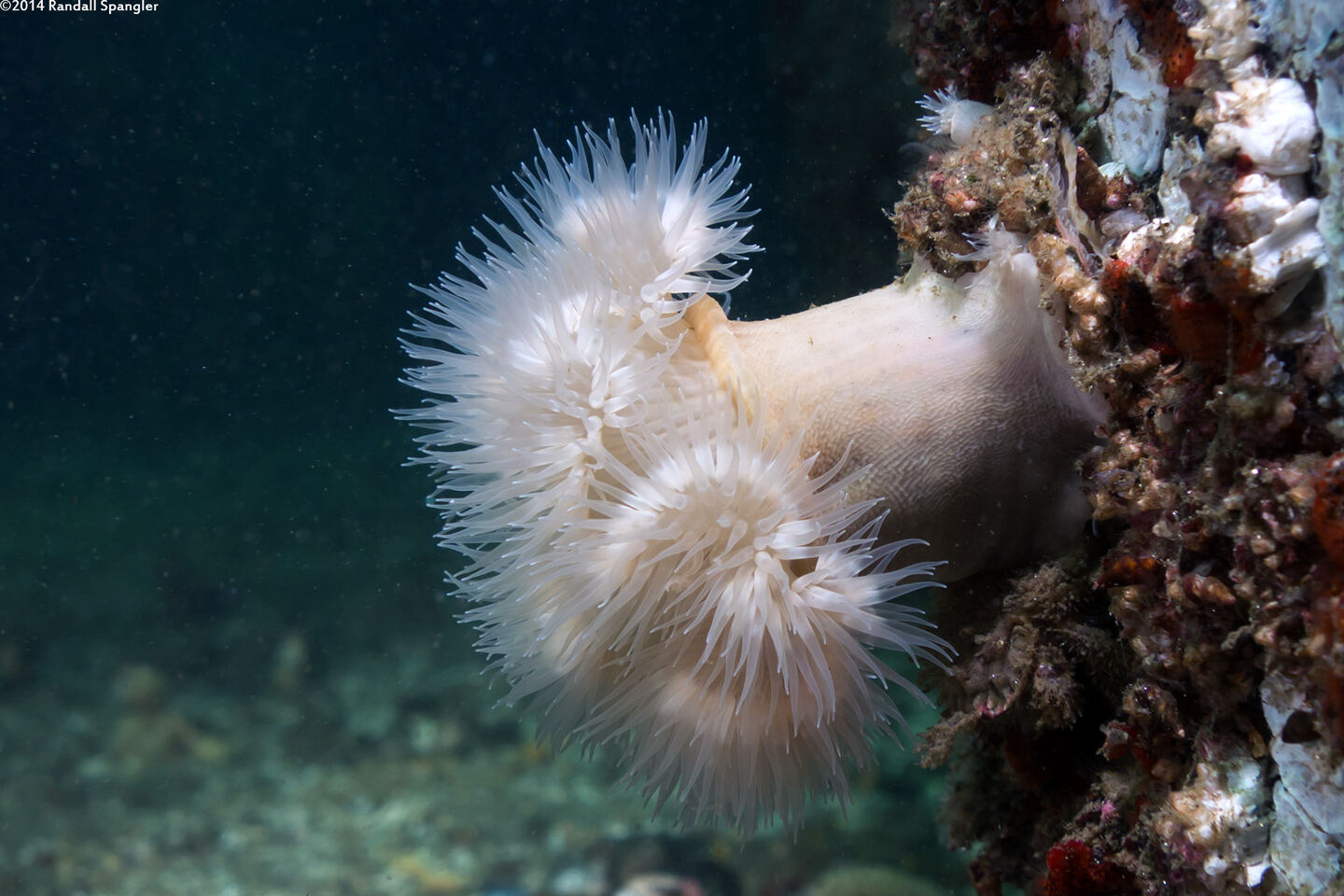 Metridium senile (Plumose Anemone)