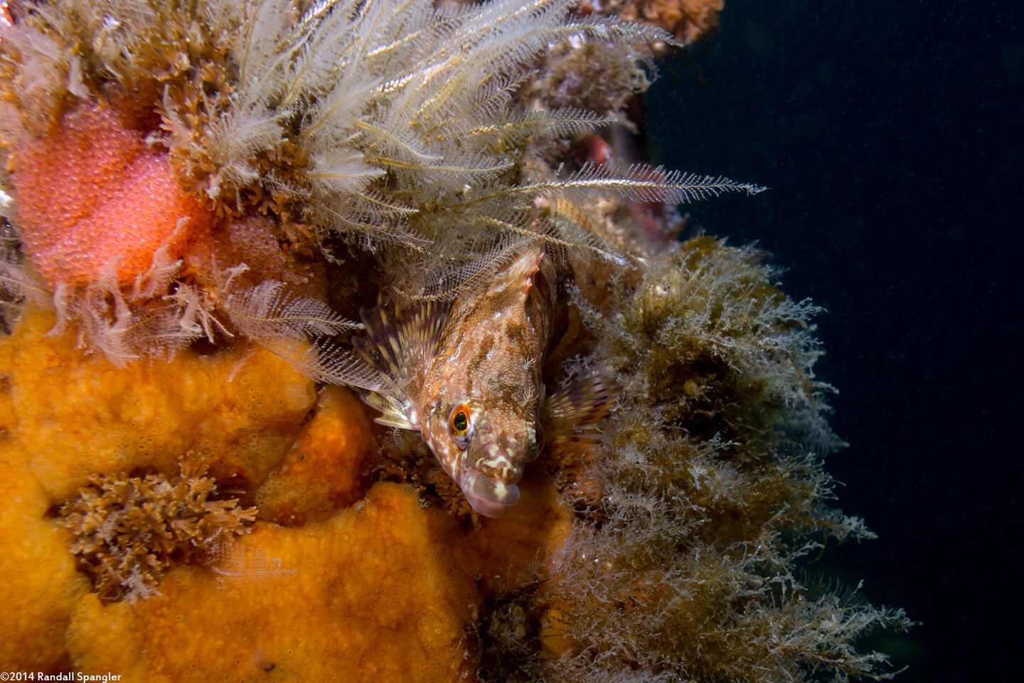 Oxylebius pictus (Painted Greenling); Note pink eggs to upper left