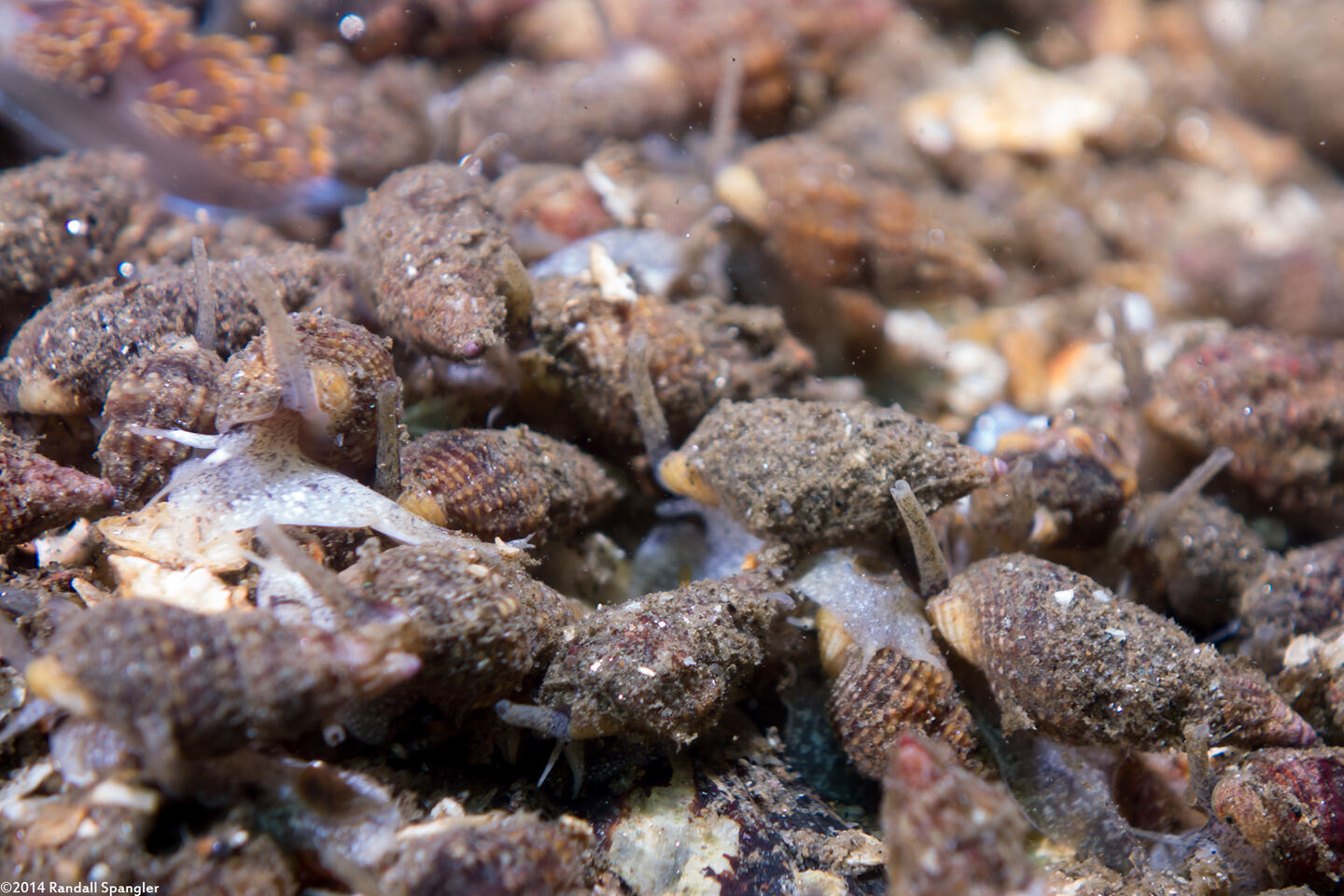 Nassarius mendicus (Western Lean Nassa)