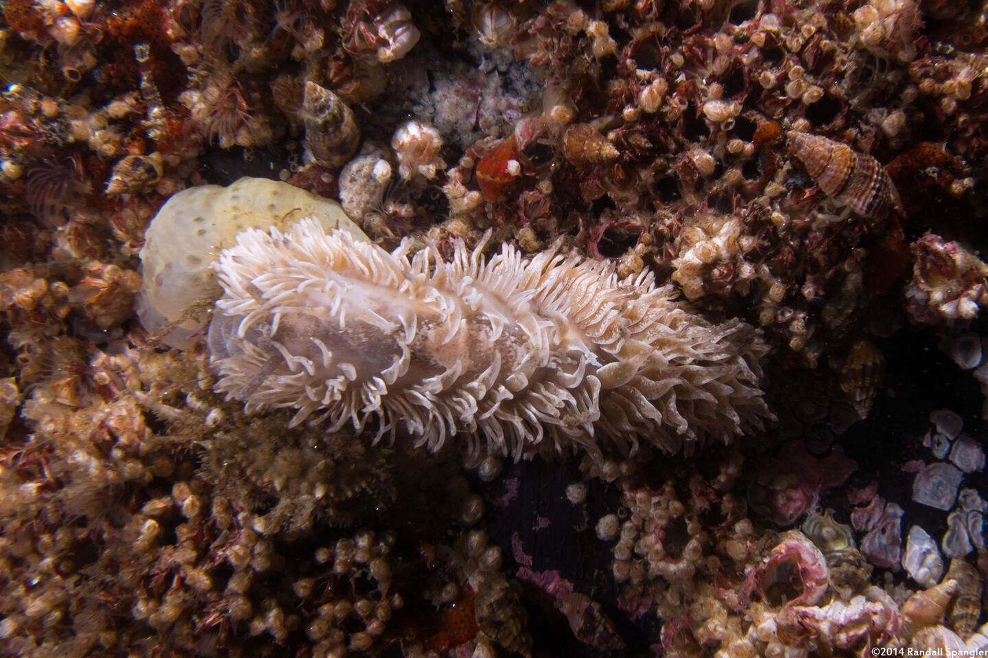 Aeolidia loui (Shag-Rug Aeolid)