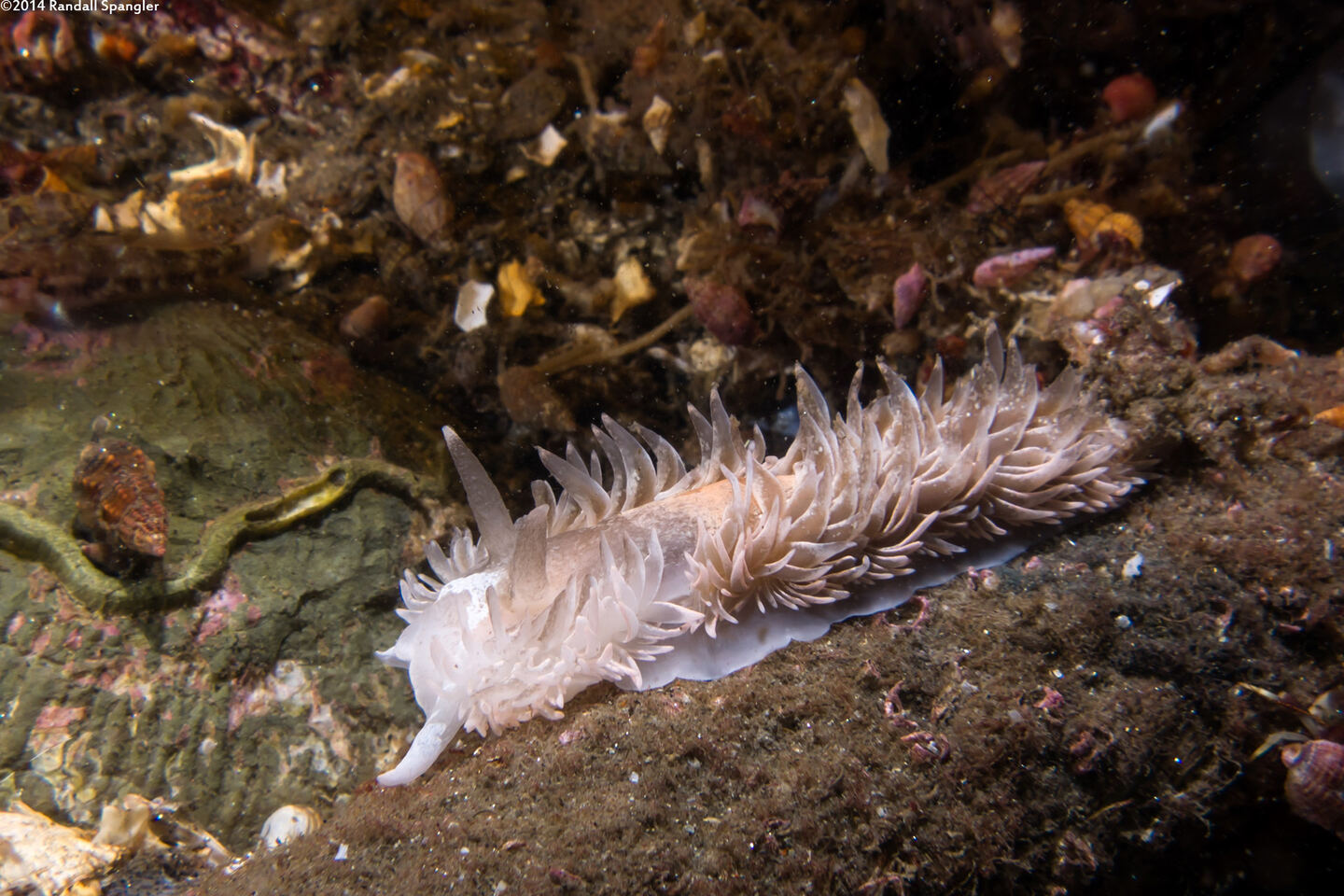 Aeolidia loui (Shag-Rug Aeolid)
