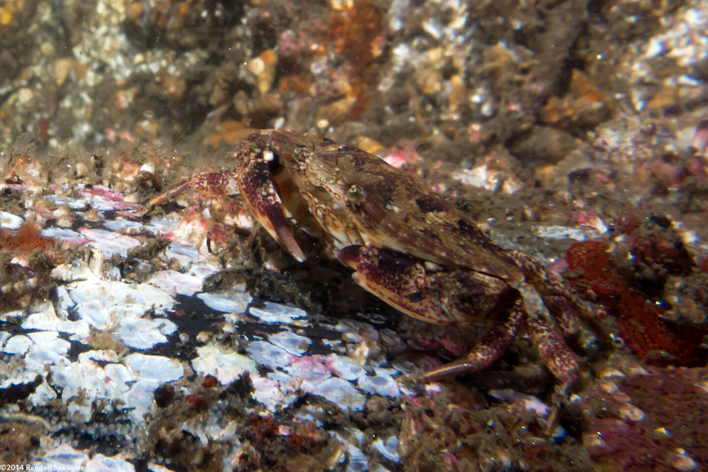 Cancer productus (Red Rock Crab)
