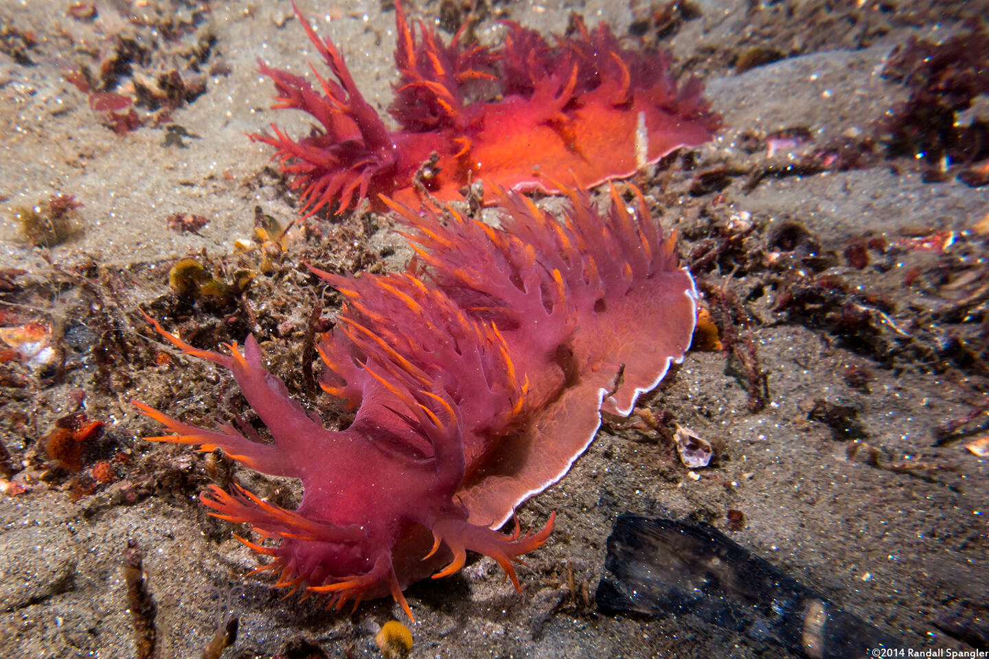 Dendronotus iris (Rainbow Dendronotus)