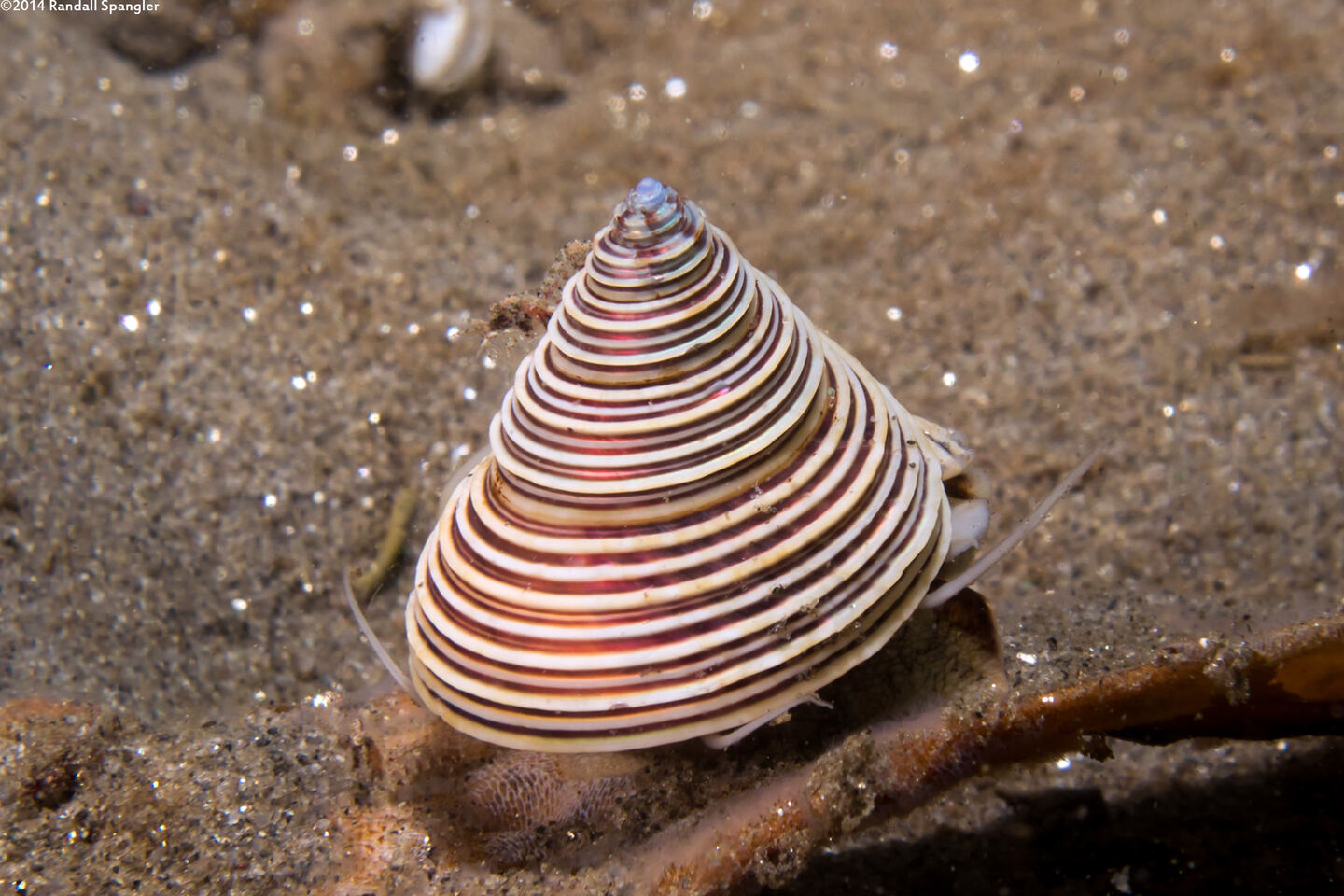 Calliostoma canaliculatum (Channeled Top Snail)
