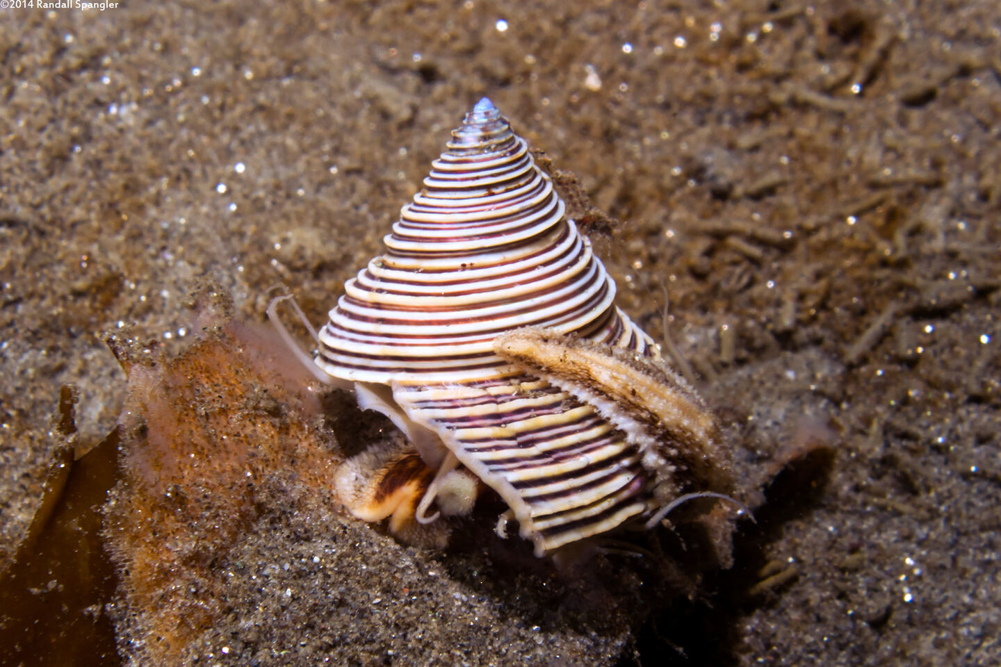 Calliostoma canaliculatum (Channeled Top Snail)
