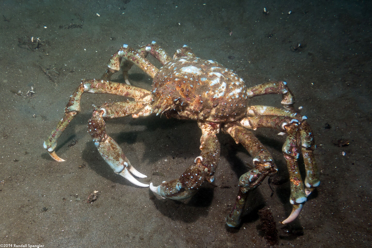 Loxorhynchus grandis (Sheep Crab)