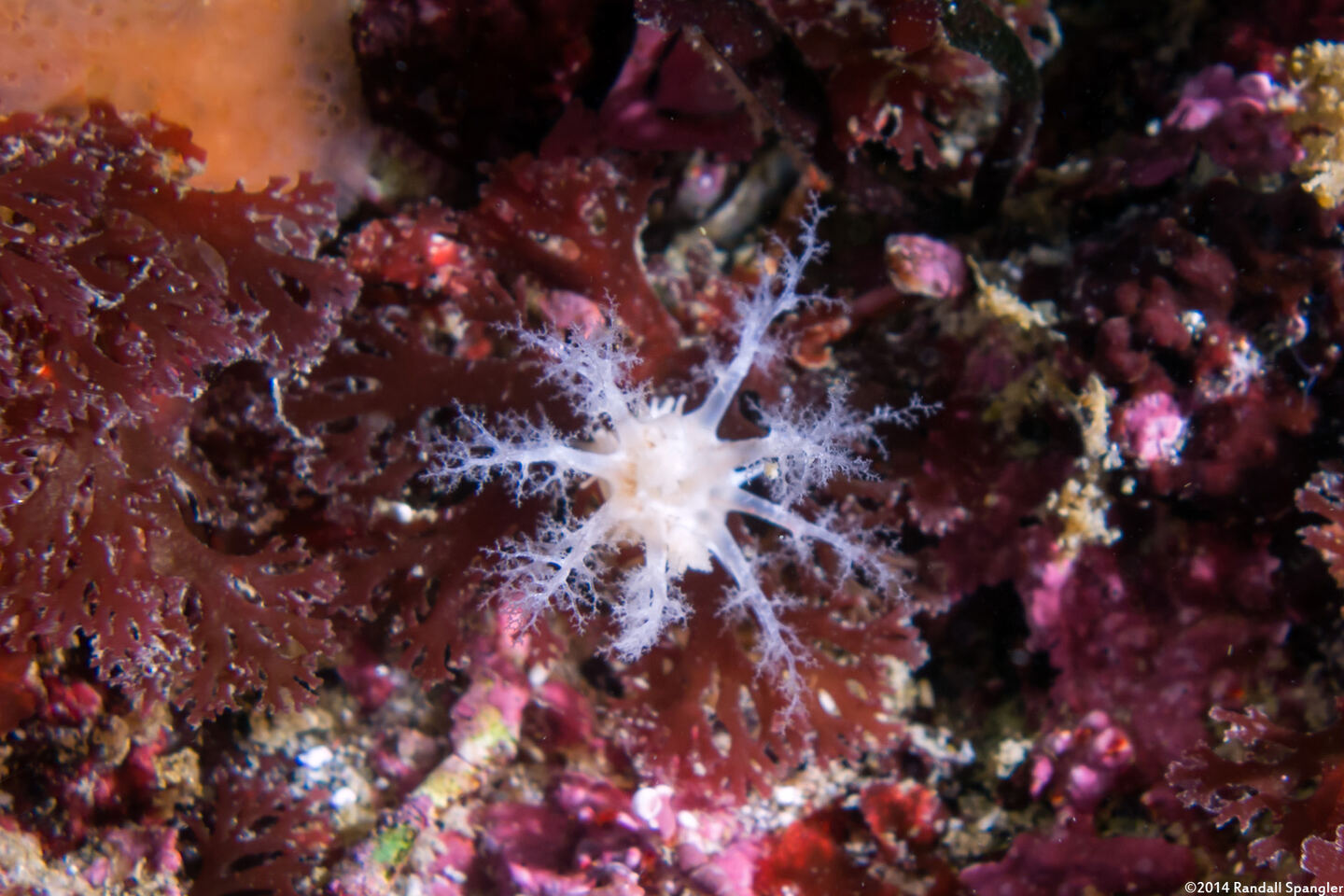 Pseudocnus lubricus (Fisher's Sea Cucumber)