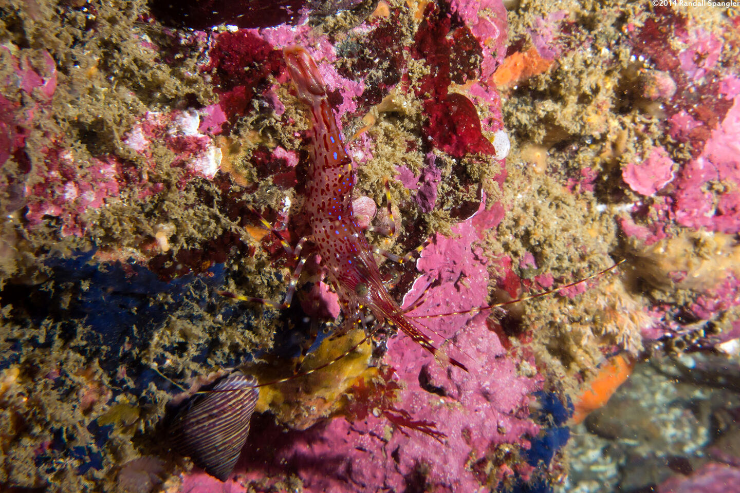 Pandalus danae (Dock Shrimp)