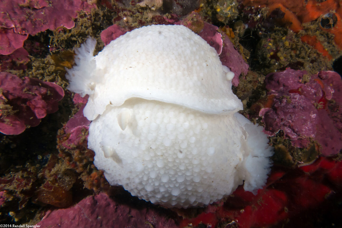 Doris odhneri (White Knight Dorid)