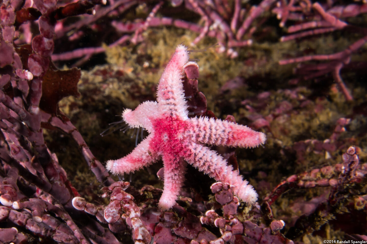 Leptasterias hexactis (Six-Arm Star)