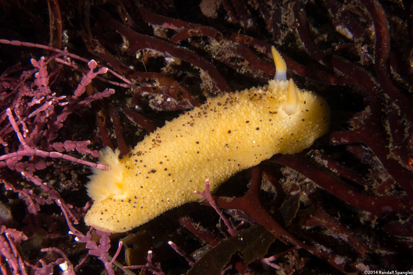 Doris montereyensis (Monterey Dorid)
