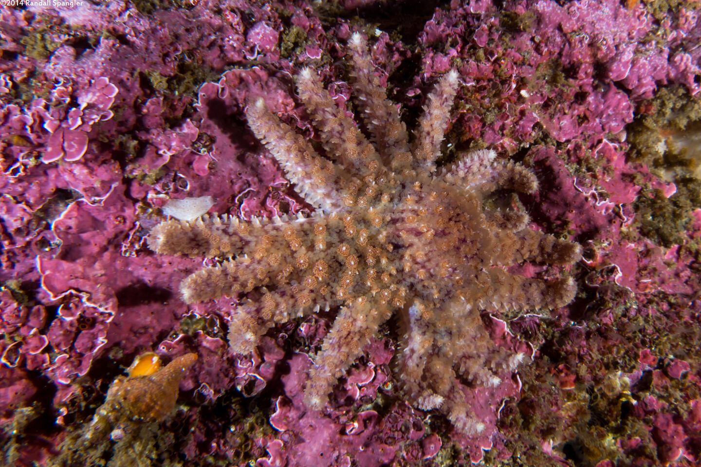 Pycnopodia helianthoides (Sunflower Star)