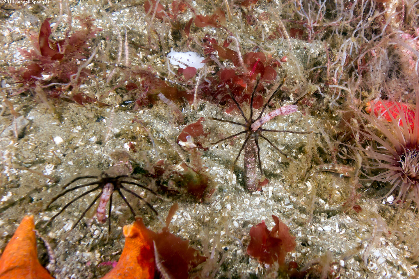 Praxillura maculata (Windmill Worm); Worms out feeding on their mucus nets