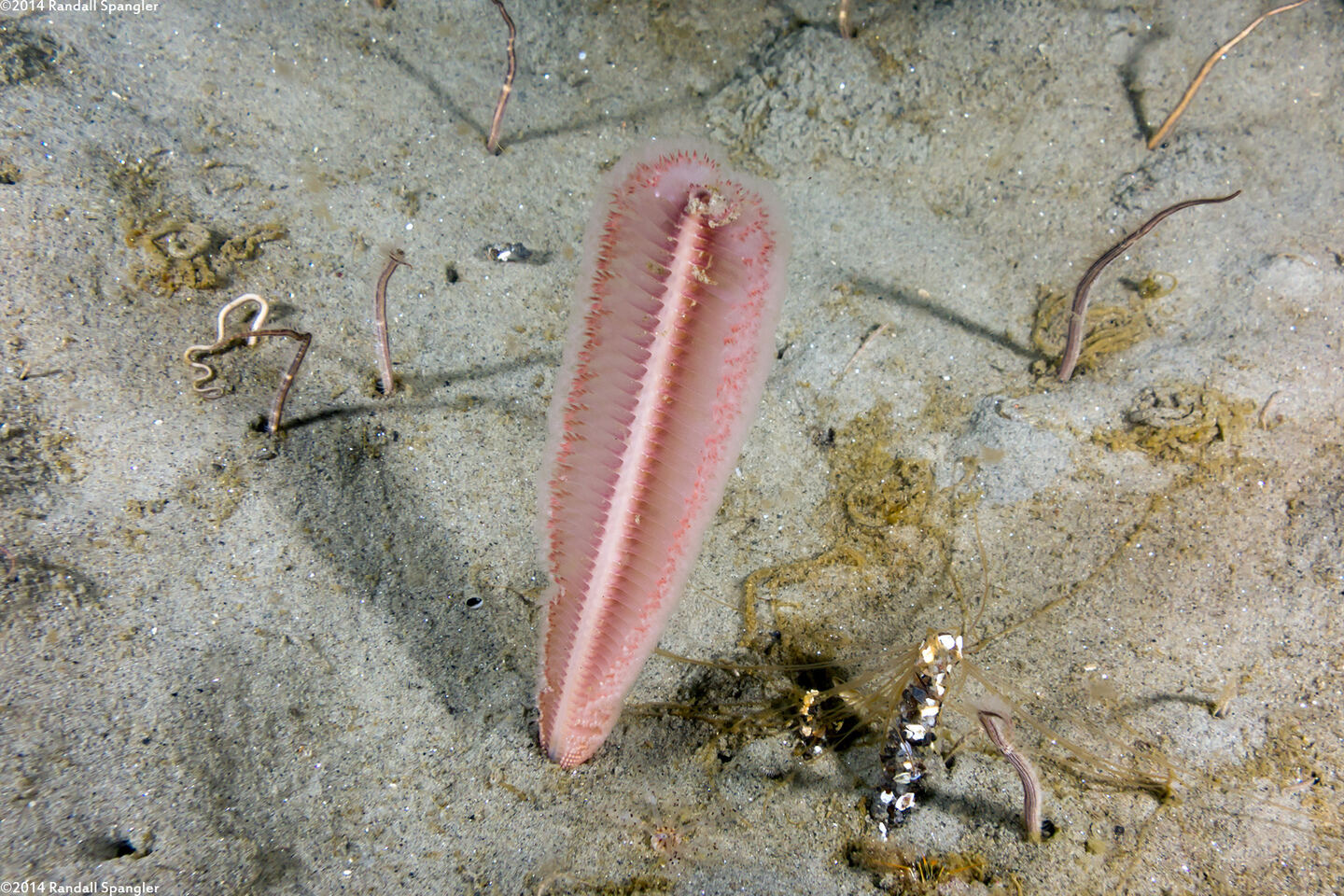 Stylatula elongata (White Sea Pen)