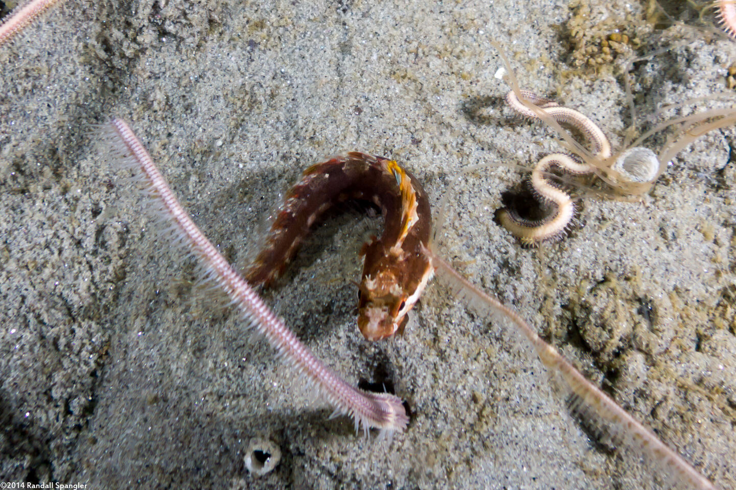 Amphiura arcystata (Sand Brittle Star)