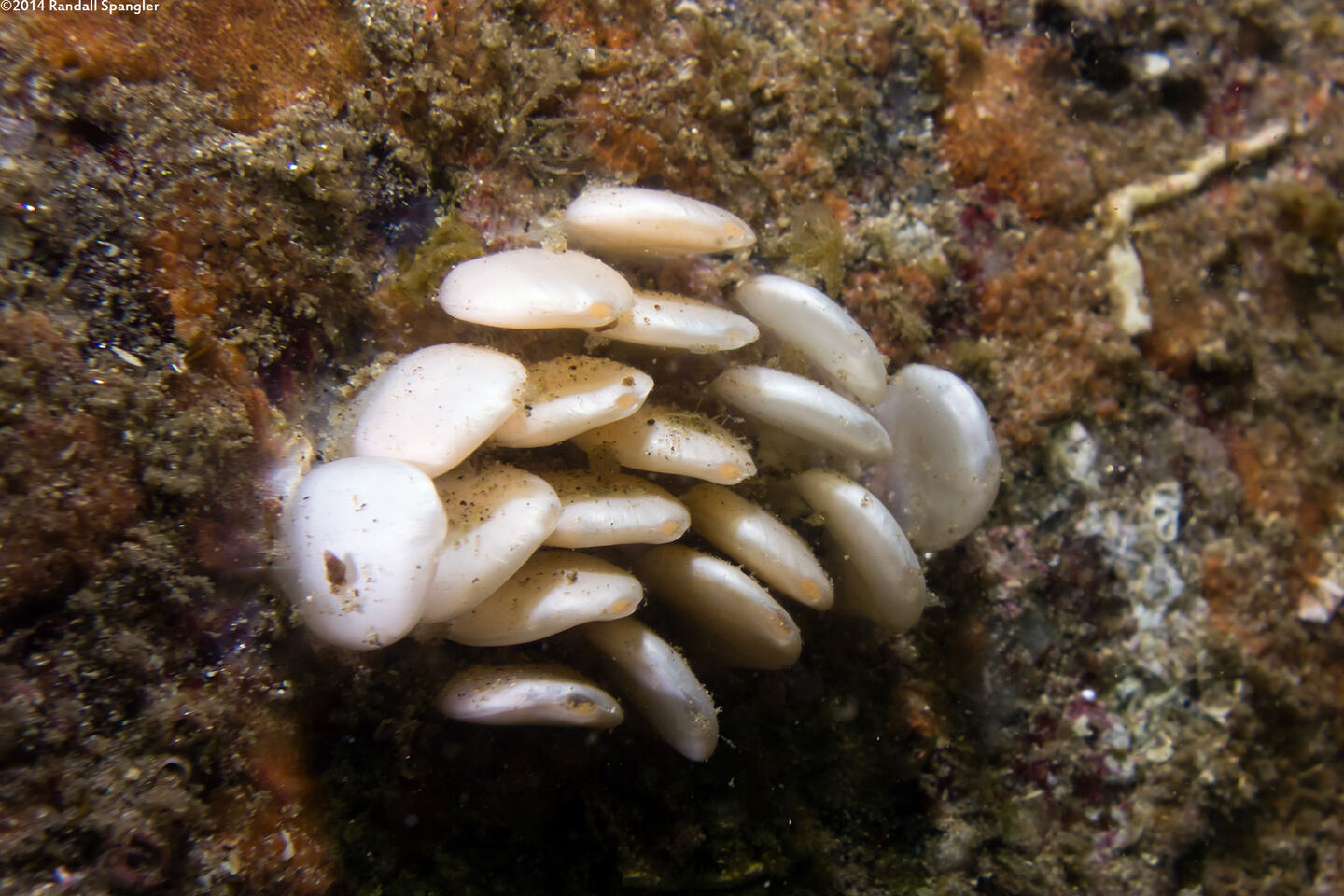 Kelletia kelletii (Kellet's Whelk)