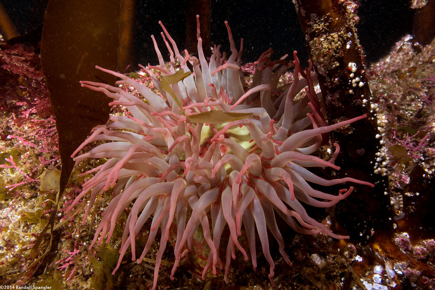 Urticina grebelnyi (Painted Urticina)