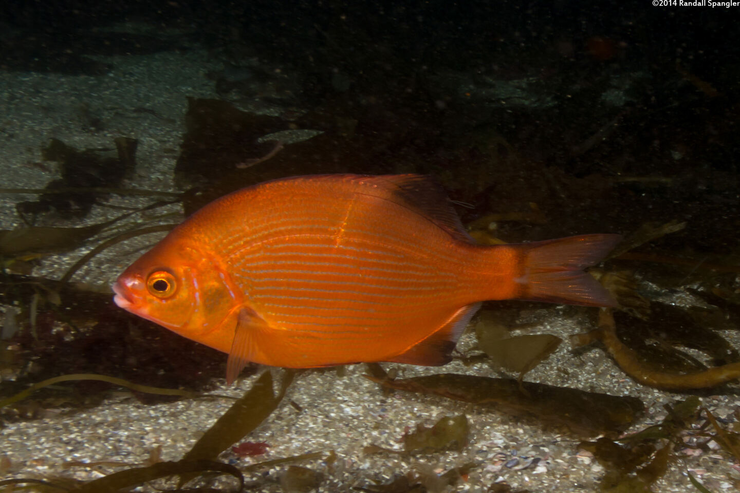 Embiotoca lateralis (Striped Seaperch)