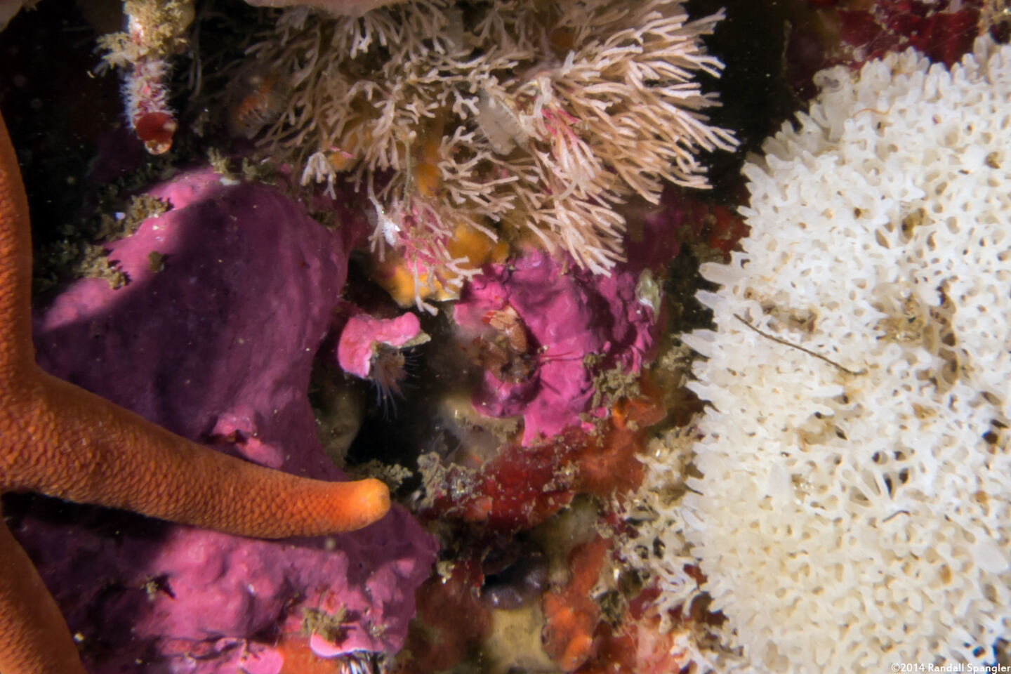 Discorsopagurus schmitti (Tubeworm Hermit Crab); Very small; compare to the tip of the blood star arm