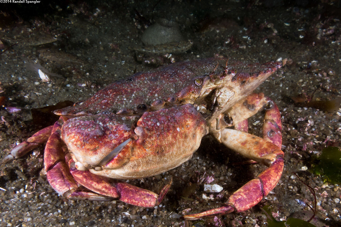 Cancer productus (Red Rock Crab)