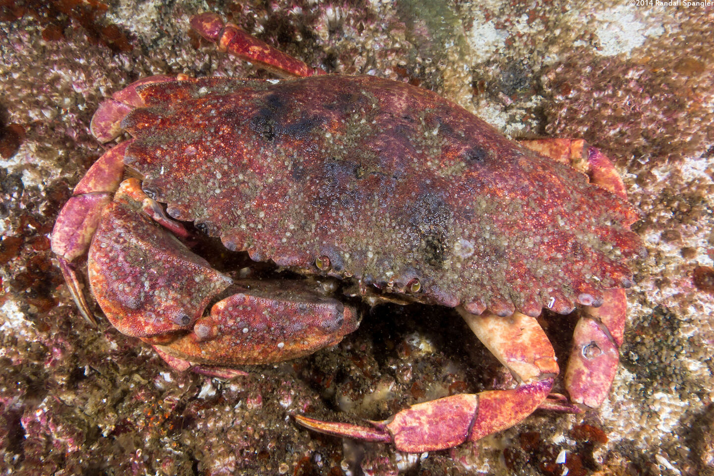 Cancer productus (Red Rock Crab)