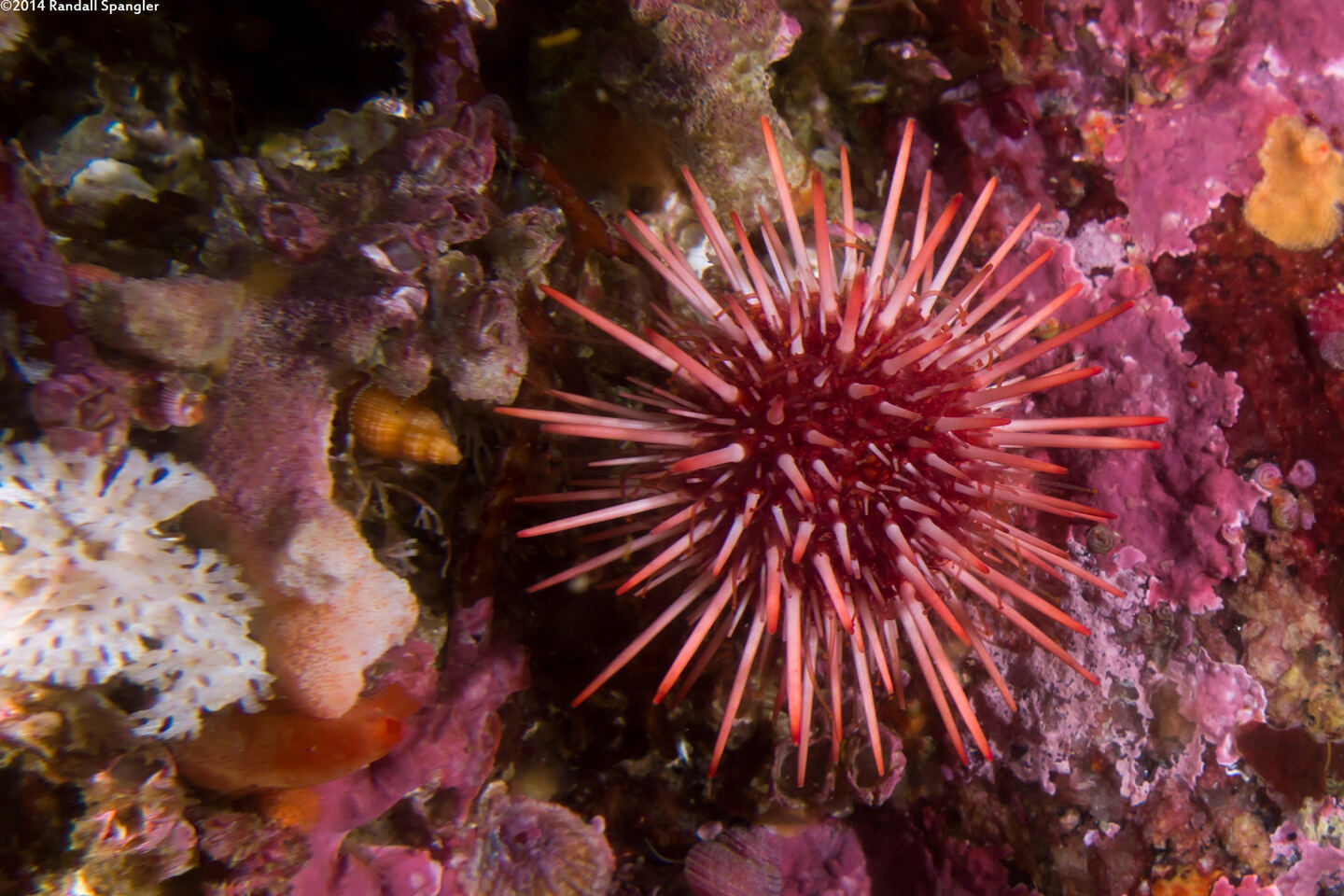Mesocentrotus franciscanus (Red Sea Urchin)