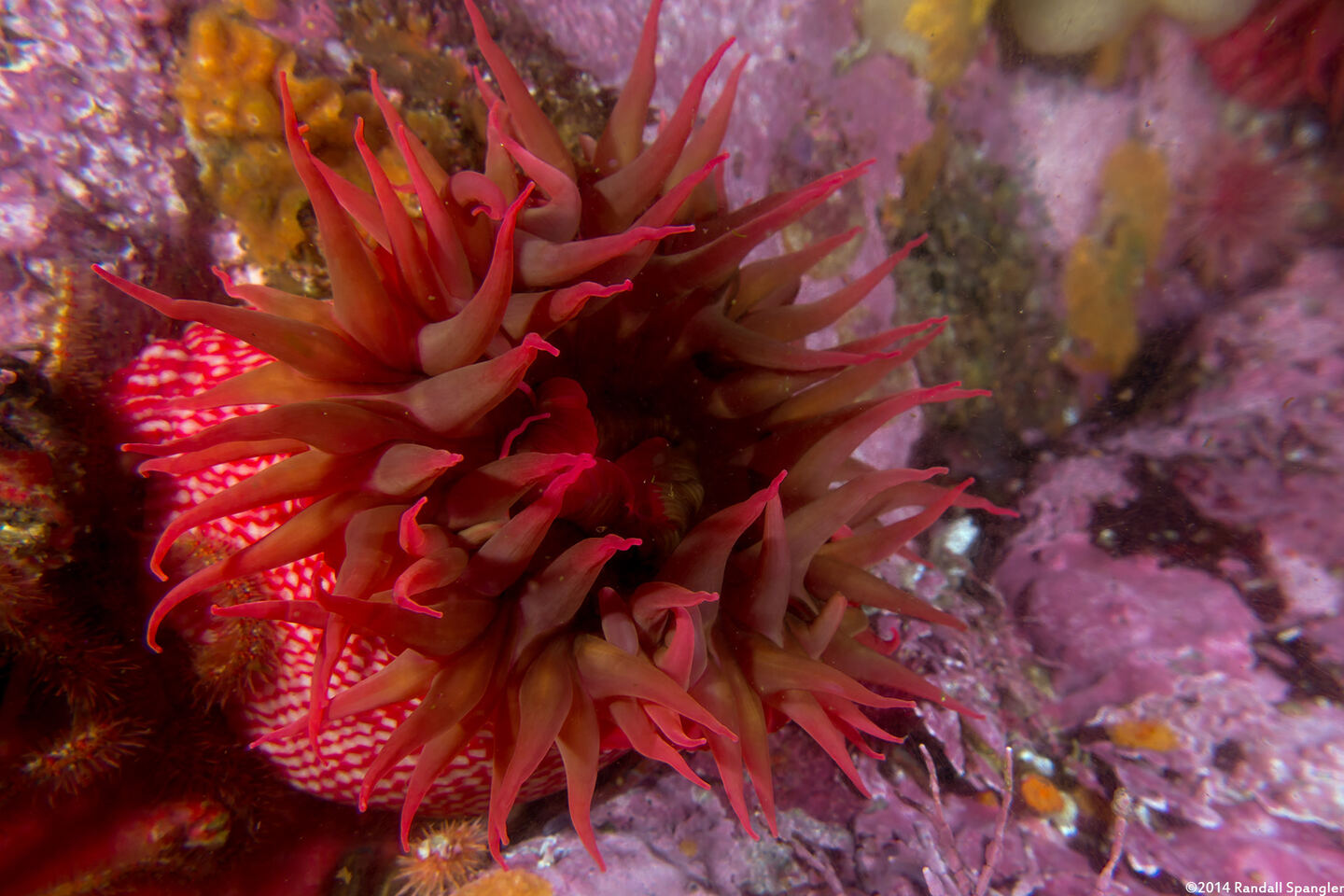 Urticina eques (White-Spotted Rose Anemone)