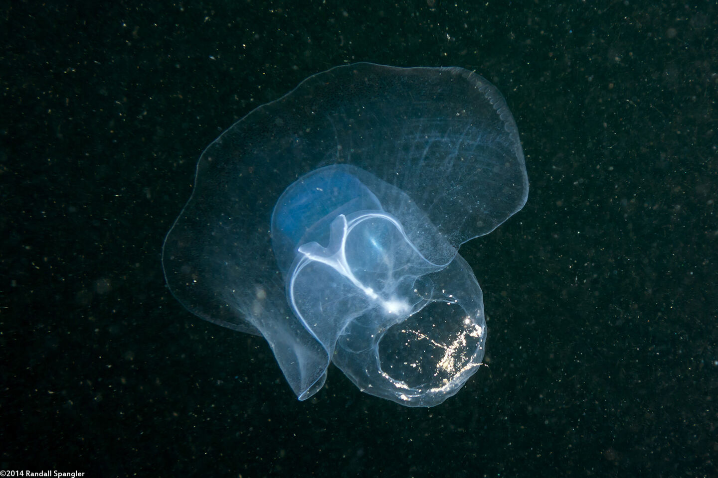Corolla spectabilis (Sea Butterfly)