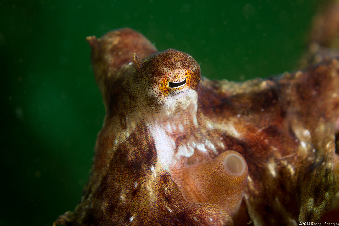 Octopus rubescens (Red Octopus)