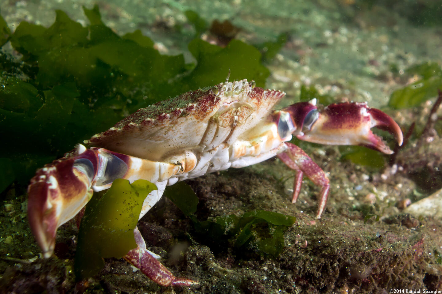 Cancer productus (Red Rock Crab)