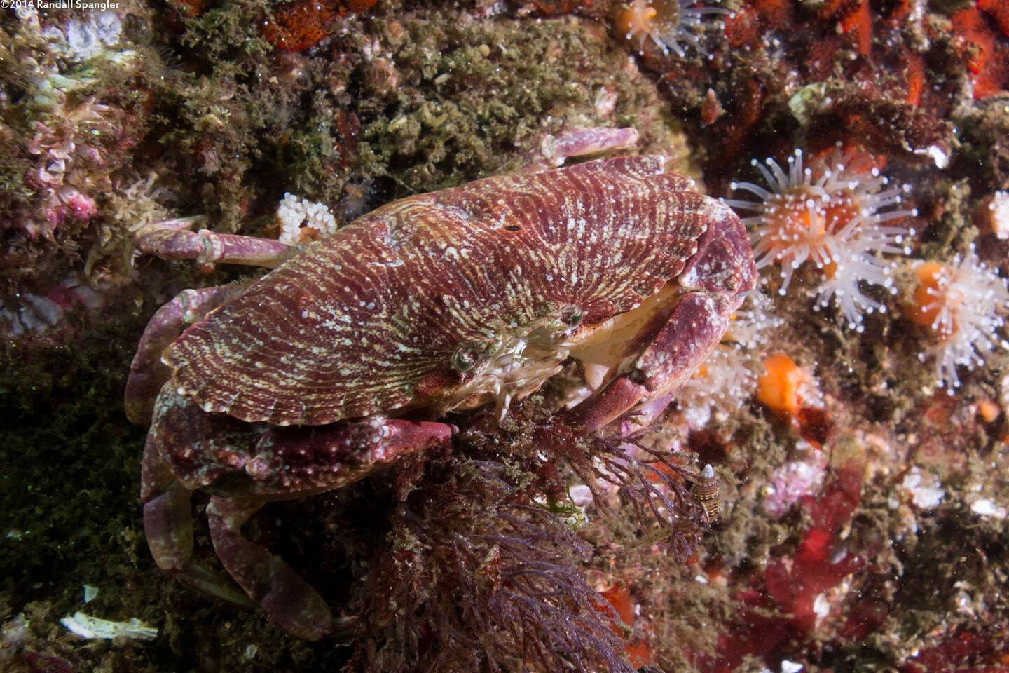 Cancer productus (Red Rock Crab)