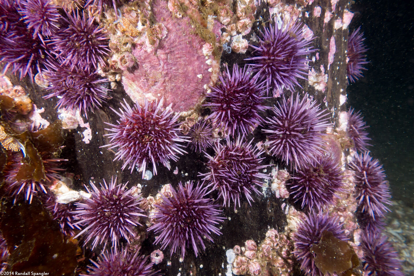Strongylocentrotus purpuratus (Purple Sea Urchin)