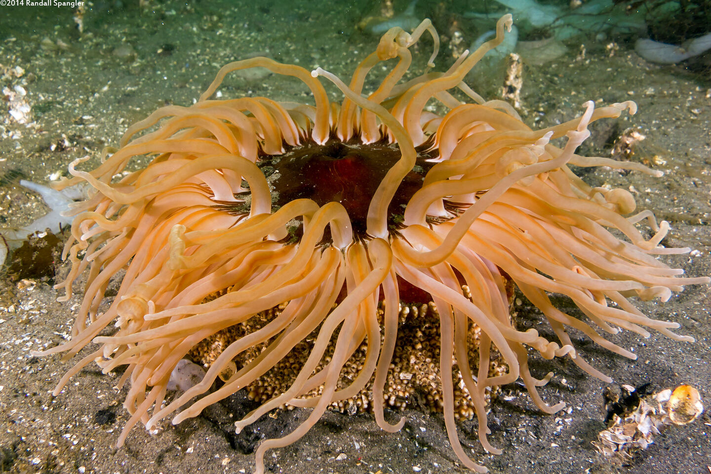 Urticina columbiana (Sand-Rose Anemone)