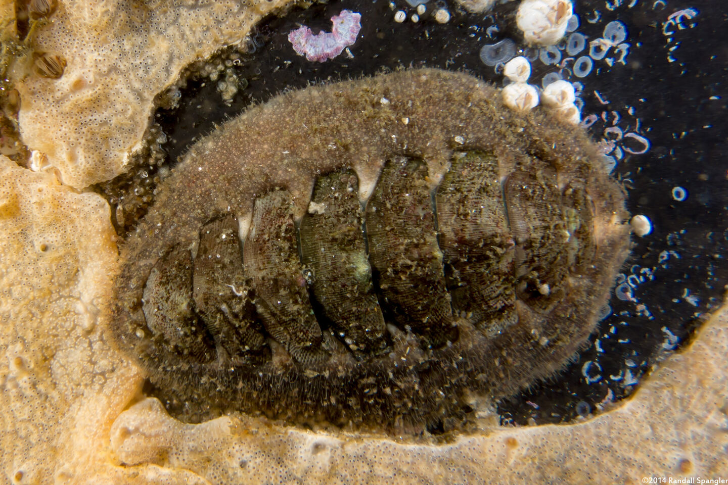 Mopalia hindsii (Hinds' Mopalia)