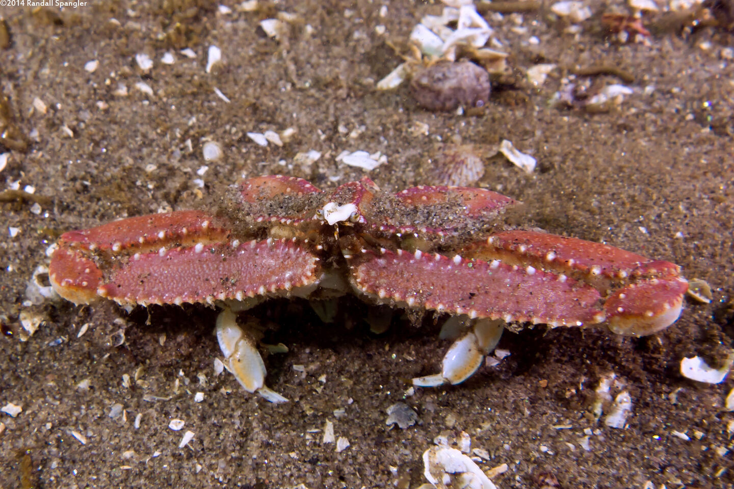 Latulambrus occidentalis (Sandflat Elbow Crab)