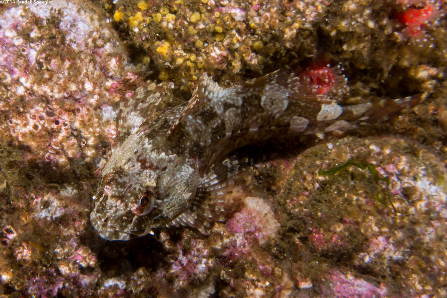 Scorpaenichthys marmoratus (Cabezon)