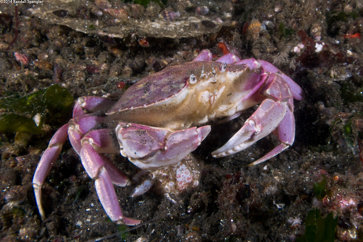 Metacarcinus gracilis (Graceful Crab)