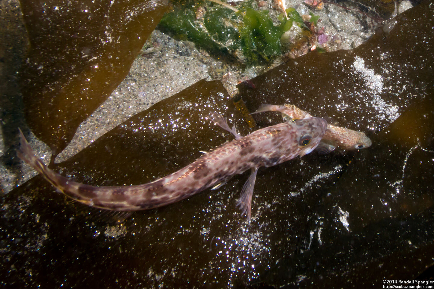 Ophiodon elongatus (Lingcod)
