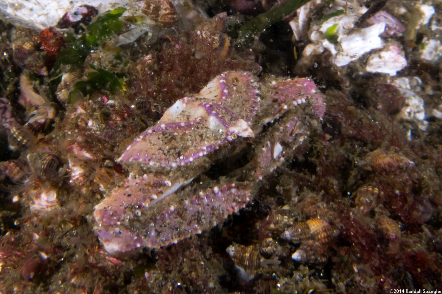 Latulambrus occidentalis (Sandflat Elbow Crab)