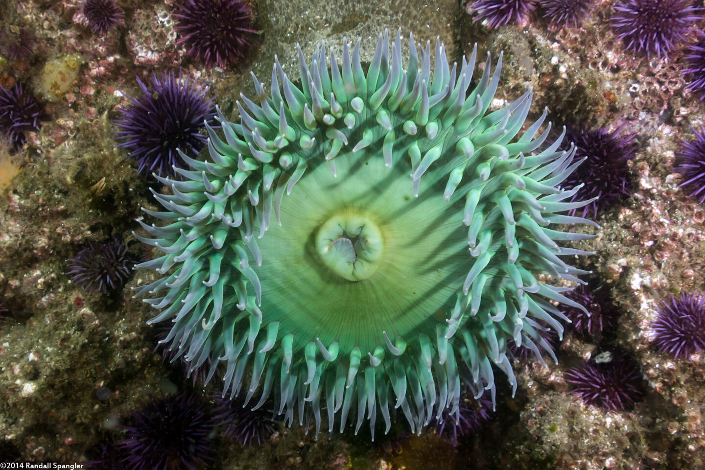 Anthopleura xanthogrammica (Giant Green Anemone)