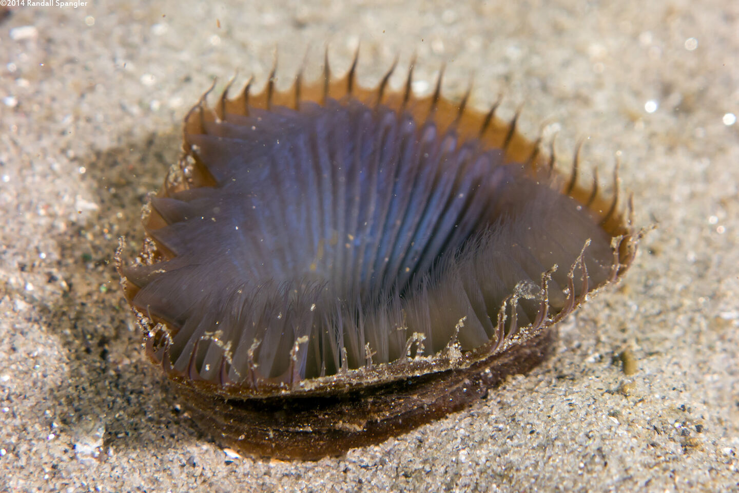 Myxicola sp.1 (Slime Fan Worm)