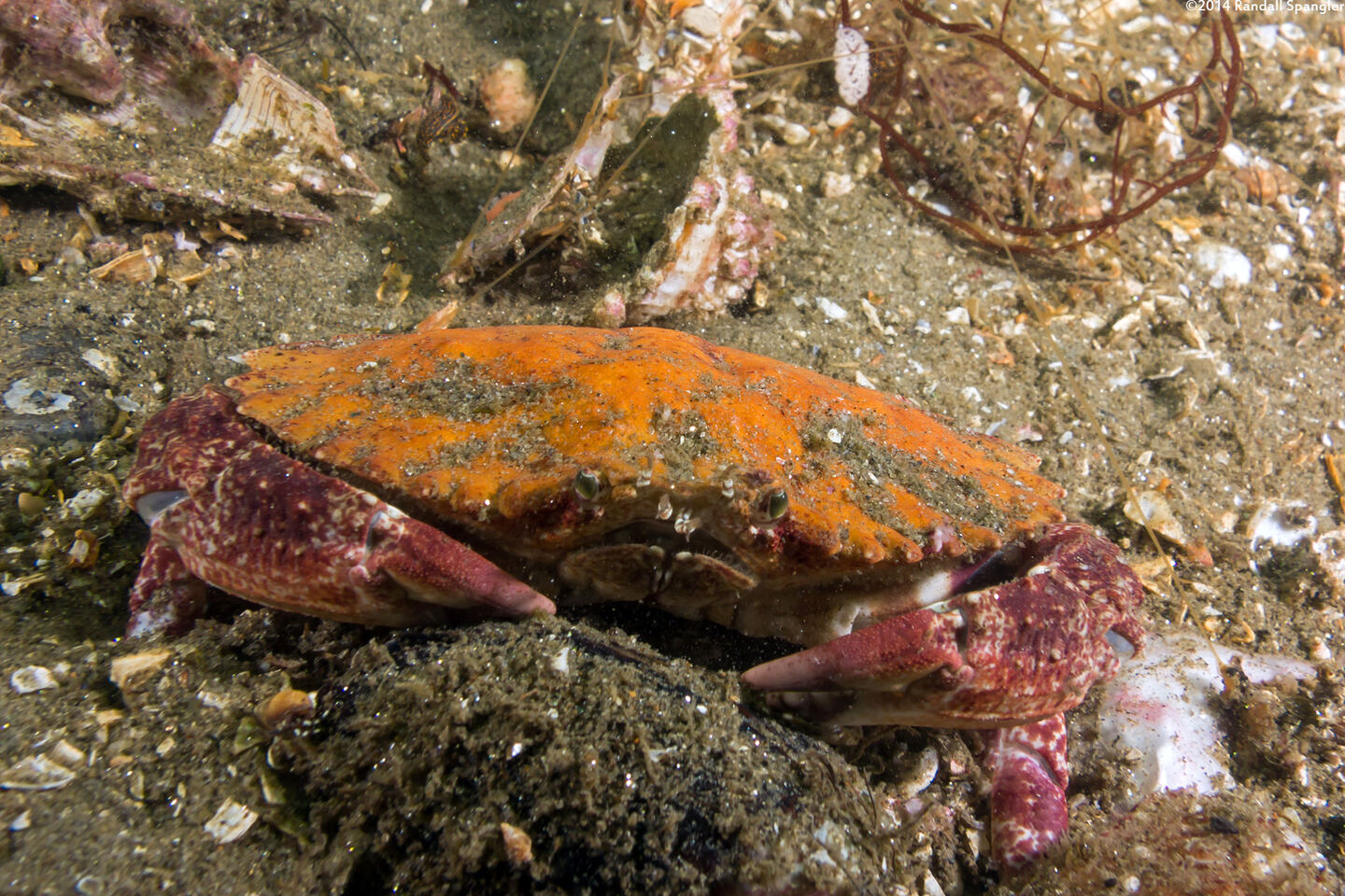 Cancer productus (Red Rock Crab)
