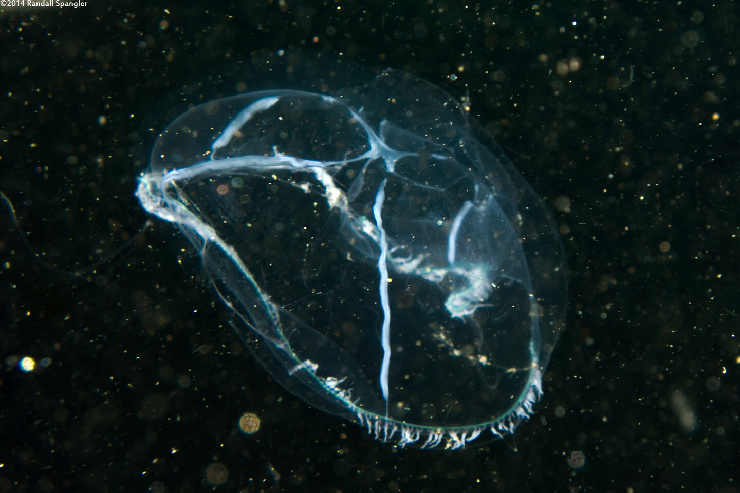 Mitrocoma cellularia (Cross Jelly)